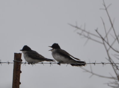 A pair of Eastern Kingbirds