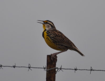 Eastern Meadowlark