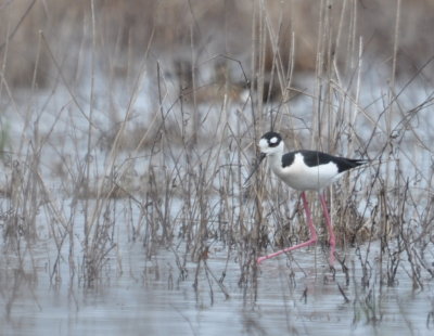 Black-necked Stilt