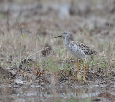 Greater Yellowlegs
Black markings on sides and flanks are extensive,
black and white pattern on upperparts bold and contrasting, per BD