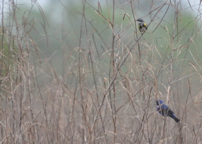 Yellow-rumped Warbler and Blue Grosbeak