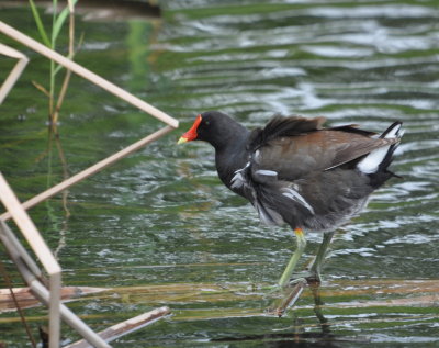 We made a loop and went E again, then S on LA 27.
We stopped at the Cameron Prairie NWR Headquarters
where we saw this Common Gallinule.
 