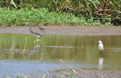 Tri-colored Heron and Snowy Egret with female Boat-tailed Grackle in the background