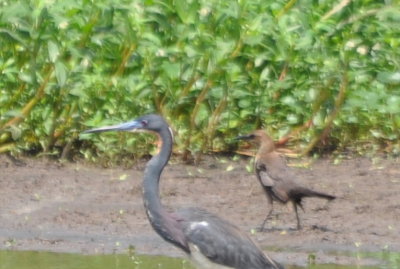 Zoom of the Tri-colored Heron and female Boat-tailed Grackle
Dark eye and medium brown head and neck, per BD