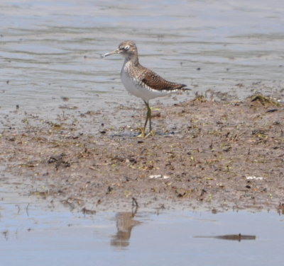 Another view of the same Solitary Sandpiper