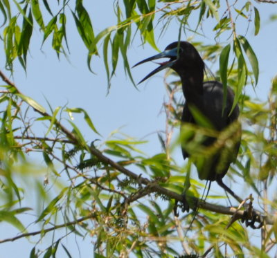 Little Blue Heron