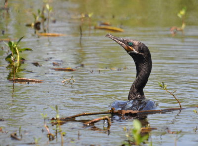 After leaving the headquarters, we drove farther S to the Pintail Wildlife Drive
where we saw this Neotropic Cormorant