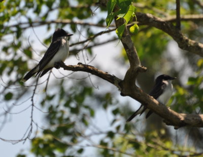 Another pair of Eastern Kingbirds
at Pintail Wildlife Drive, Cameron Prairie NWR, LA