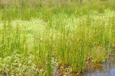 Grasses at Pintail Wildlife Drive