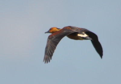 Fulvous Whistling Duck
flying over Pintail Wildlife Drive, LA