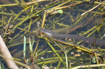 Water snake