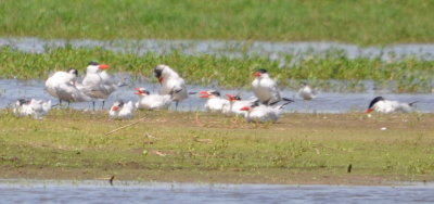 Or are they Caspian Terns?
Do they have black tips on their bright bills?
