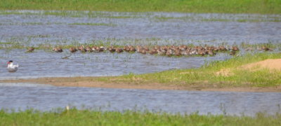 One tern and a bunch of dowitchers