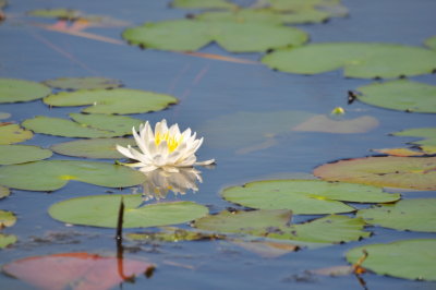 Water lily