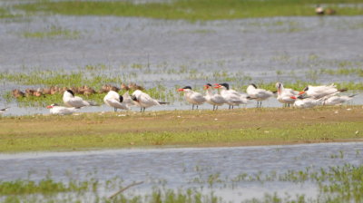 Terns with dowitchers in the background