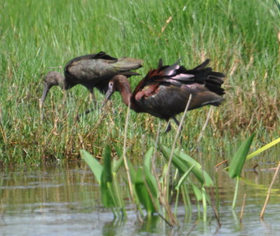 Juvenile and adult White-faced Ibis
