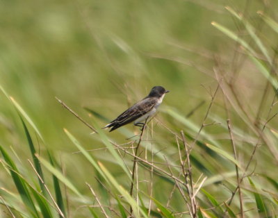 Eastern Kingbird