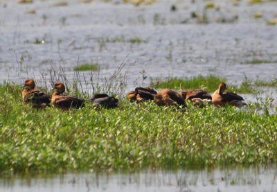 Fulvous Whistling Ducks