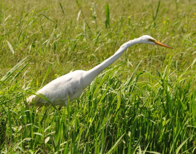 Great Egret