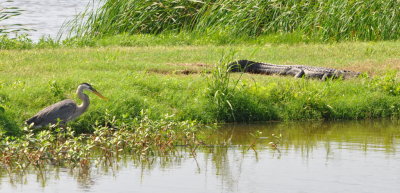 Great Blue Heron and Alligator