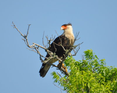 As we neared the end of the Pintail Wildlife Drive,
this Crested Caracara watched us go by.
