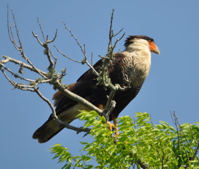 Crested Caracara