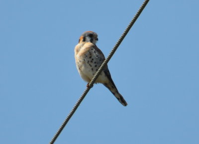 And as we were about to get back on the highway,
we saw this American Kestrel on the wire overhead.