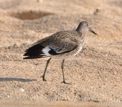 At another turnout in Cameron Prairie NWR,
we saw this Willet.