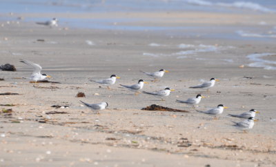 We went to a beach--I'll add the name later--and found a variety of terns and gulls
including this group of Least Terns with their bright white foreheads.