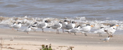 L-R: Forster's Tern, with orange bill with black tip; Sandwich Tern, with black bill and mustard tip; Laughing Gulls; Royal Terns, with big orange bills; and Least Tern in foreground.