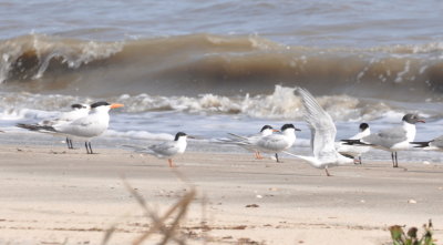 Royal, Forster's and Sandwich Terns with a Laughing Gull