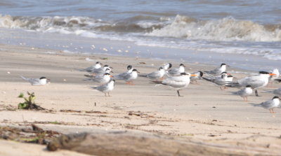 Forster's Terns (smaller) and Royal Terns (larger)
