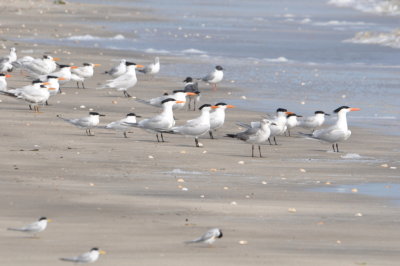 Least Terns in the foreground; Royal Terns, behind with orange bills; Sandwich Terns, with black bills with mustard tips; 
Bonaparte's Gull, in far background; immature/nonbreeding Laughing Gull, middle right and mature, walking away