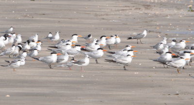Royal Terns and other terns and gulls