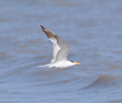 Royal Tern in flight