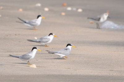 Least Terns with a Sanderling in the background
Dark border around edge of wing, lack of dark markings on head,
medium length bill, per BD