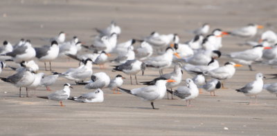 Royal Terns, Forster's Terns and Laughing Gulls
