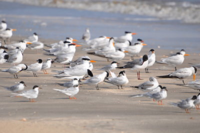 Royal Terns and Forster's Terns
on the Louisiana Gulf coast
