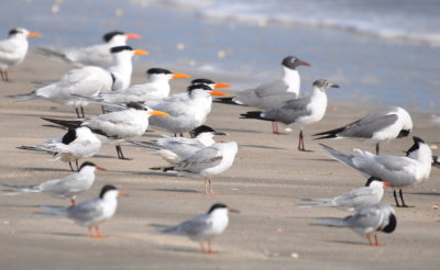 Royal, Forster's and Sandwich Terns and adult breeding and first-summer Laughing Gulls