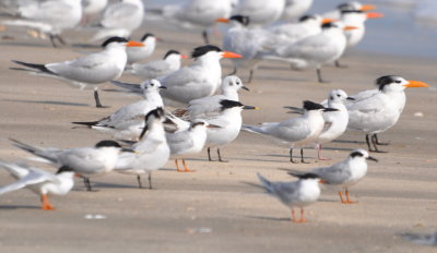 Royal, Forster's and Sandwich Terns