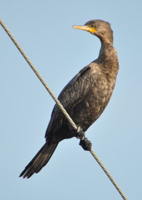 Neotropic Cormorant