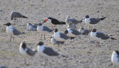In the parking lot, we spotted a Black Skimmer trying to hide among a flock of Laughing Gulls.