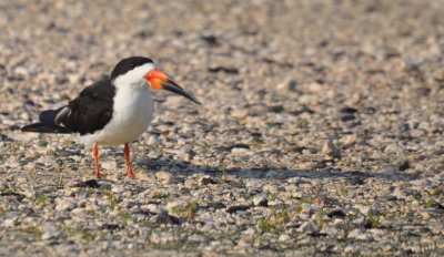 Black Skimmer
casting a late afternoon shadow