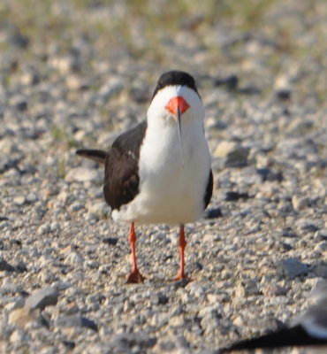 The very narrow bill of a Black Skimmer