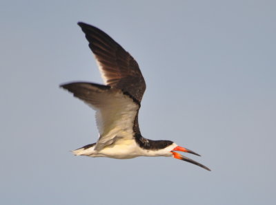 Black Skimmer in flight 
with bill open to show longer mandible
