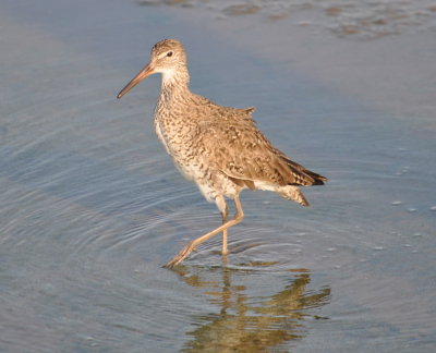 Willet