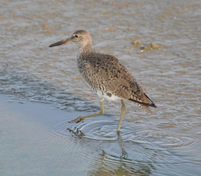 Willet