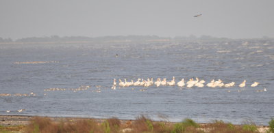 In the distance, many American Avocets and American White Pelicans
