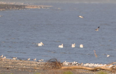 Gulls and terns on the shore
with a Reddish Egret and American White Pelicans in the water