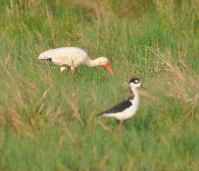 White Ibis and Black-necked Stilt
in a field next to the road as we headed back to the highway